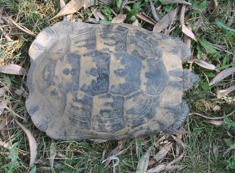 Testudo graeca